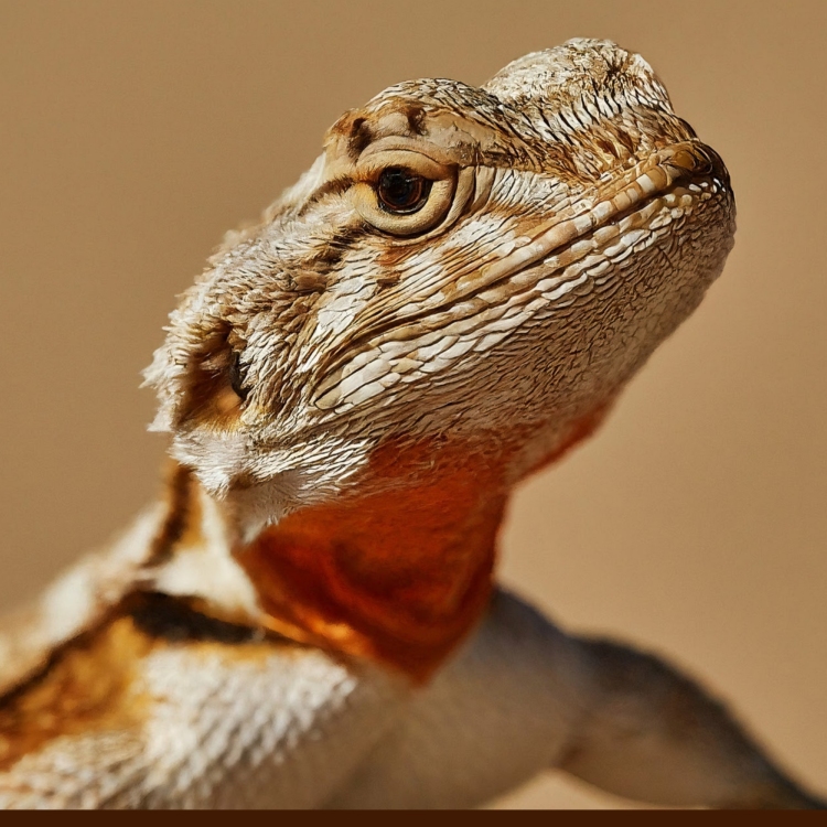 Desert Lizard greeting card